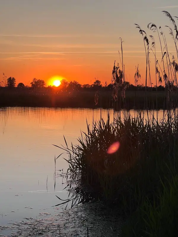 Sunset over the reeds at the water's edge.